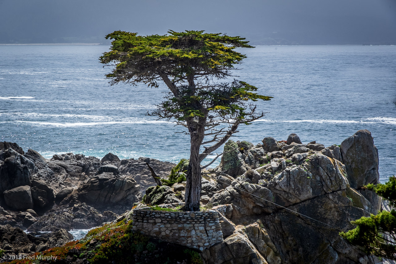 The Lone Cypress