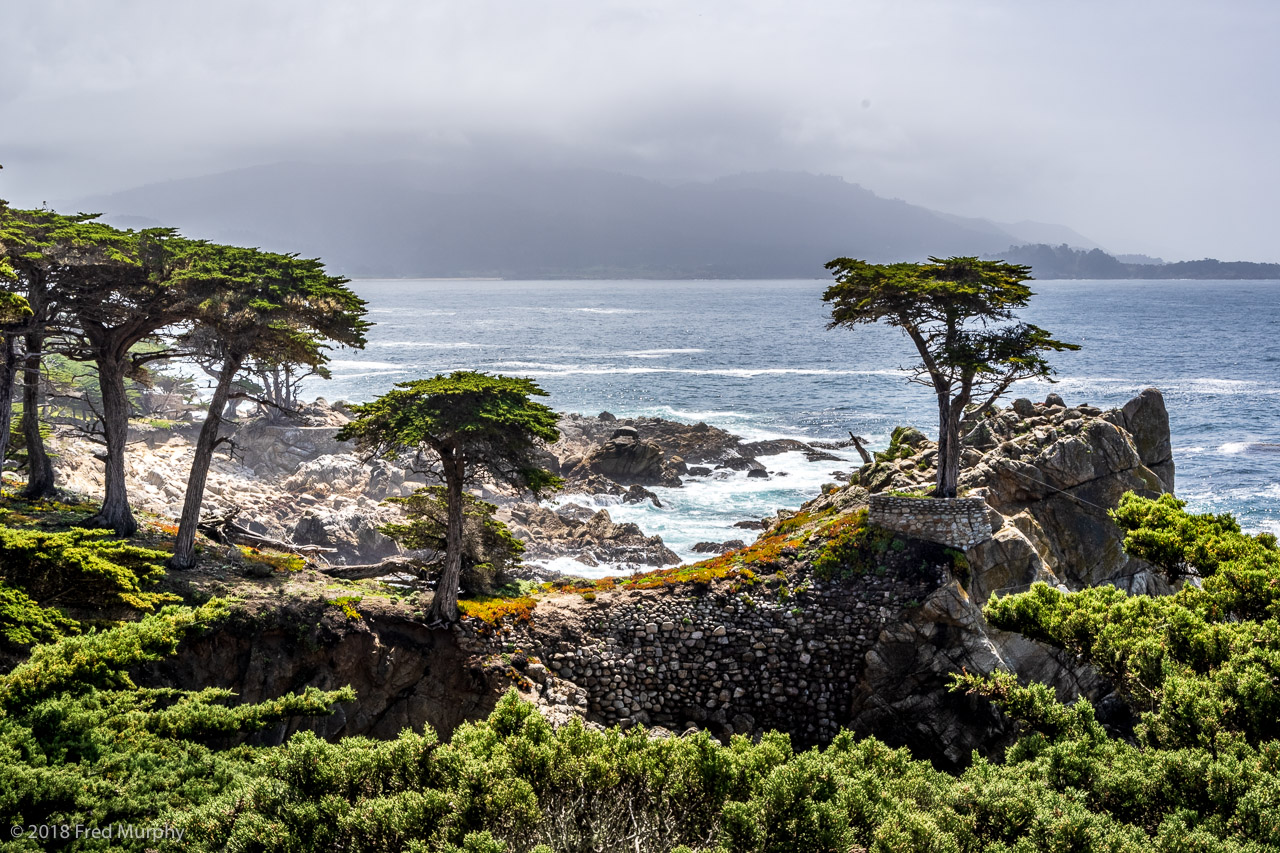 The Lone Cypress