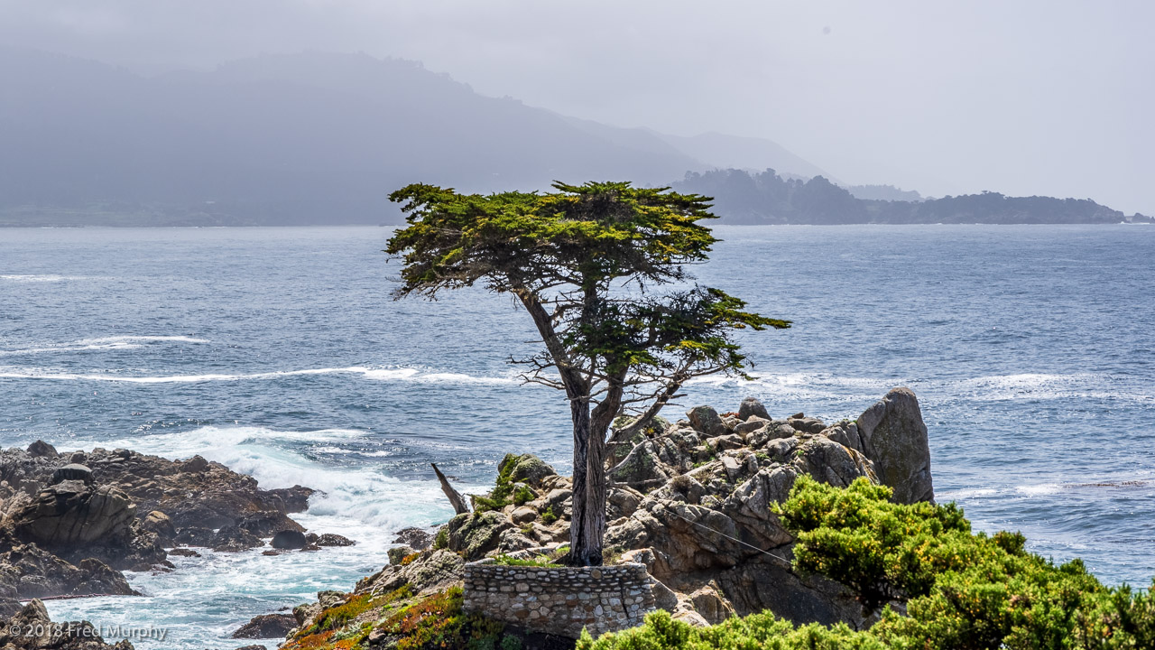 The Lone Cypress