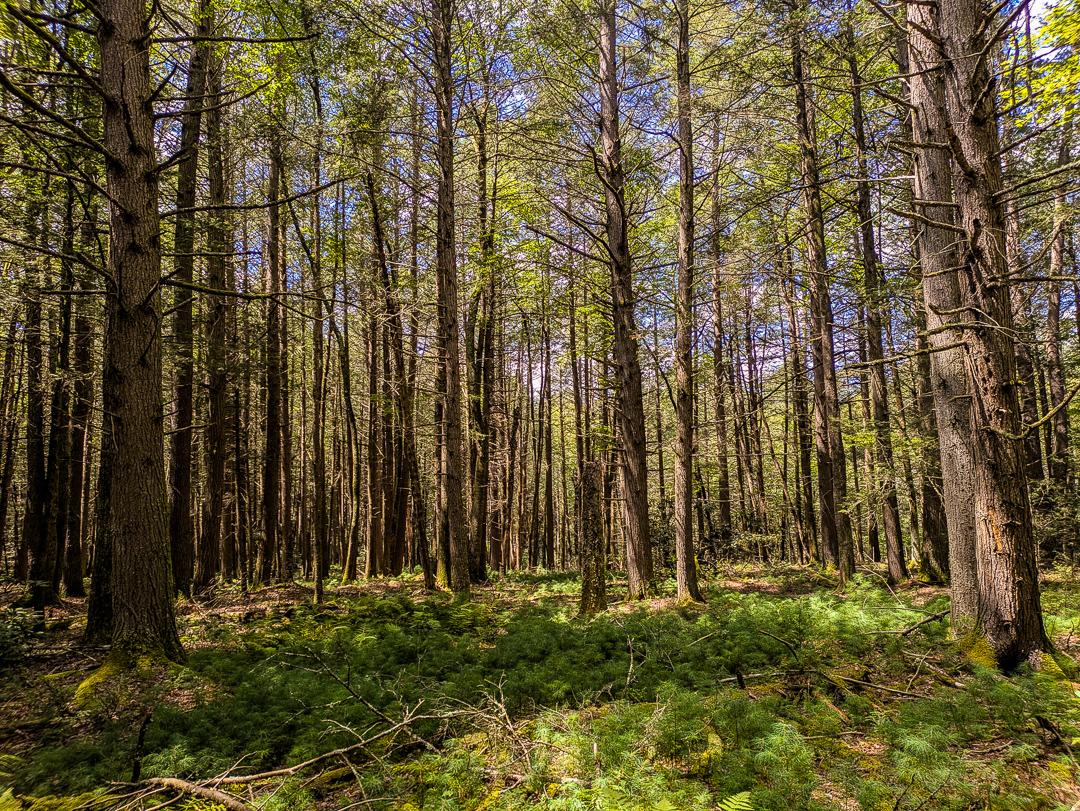 Neversink Gorge Trails