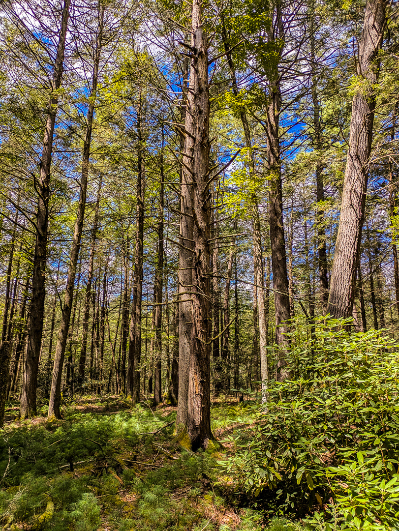 Neversink Gorge Trails