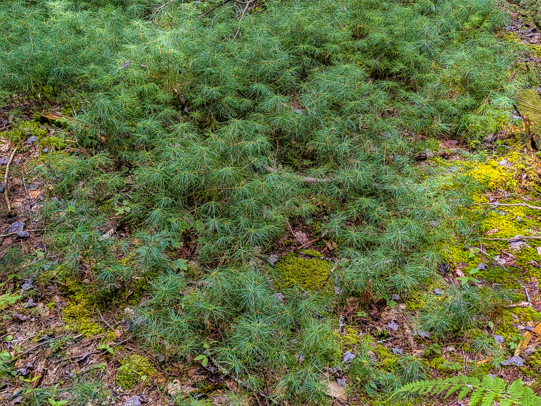 Neversink Gorge Trails