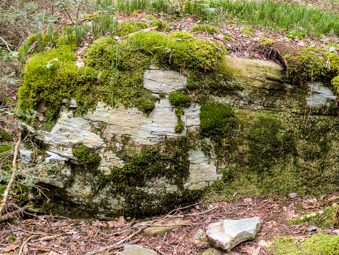 Neversink Gorge Trails