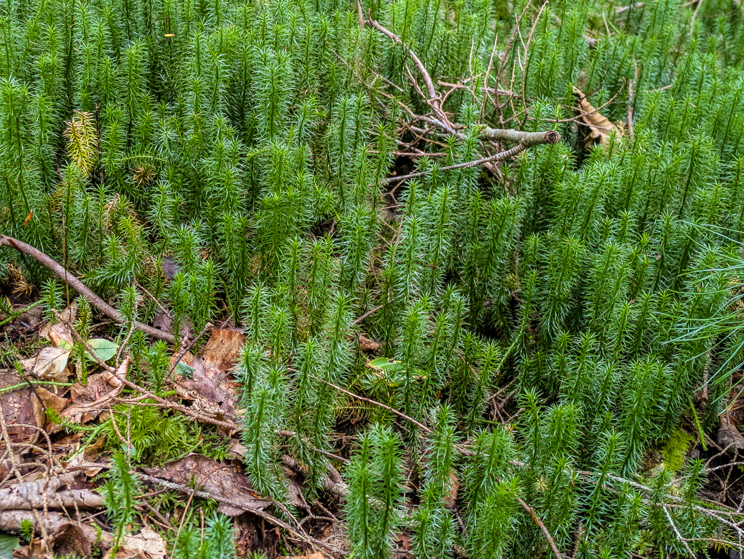 Neversink Gorge Trails
