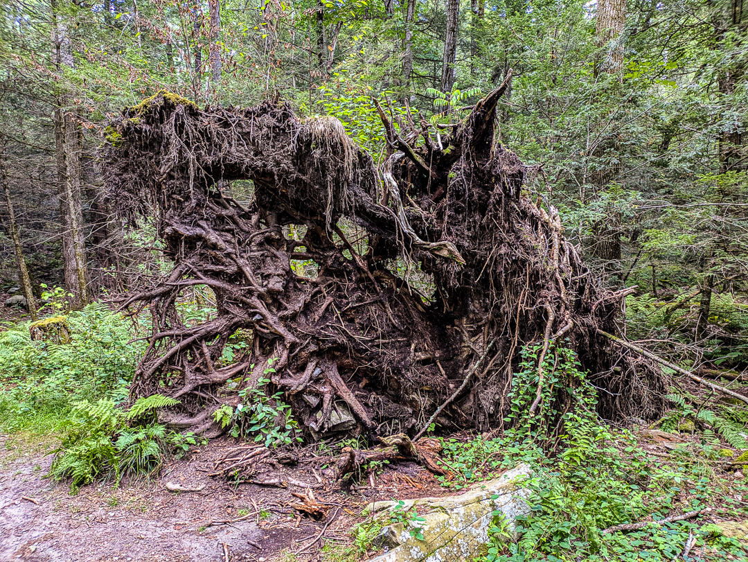Neversink Gorge Trails