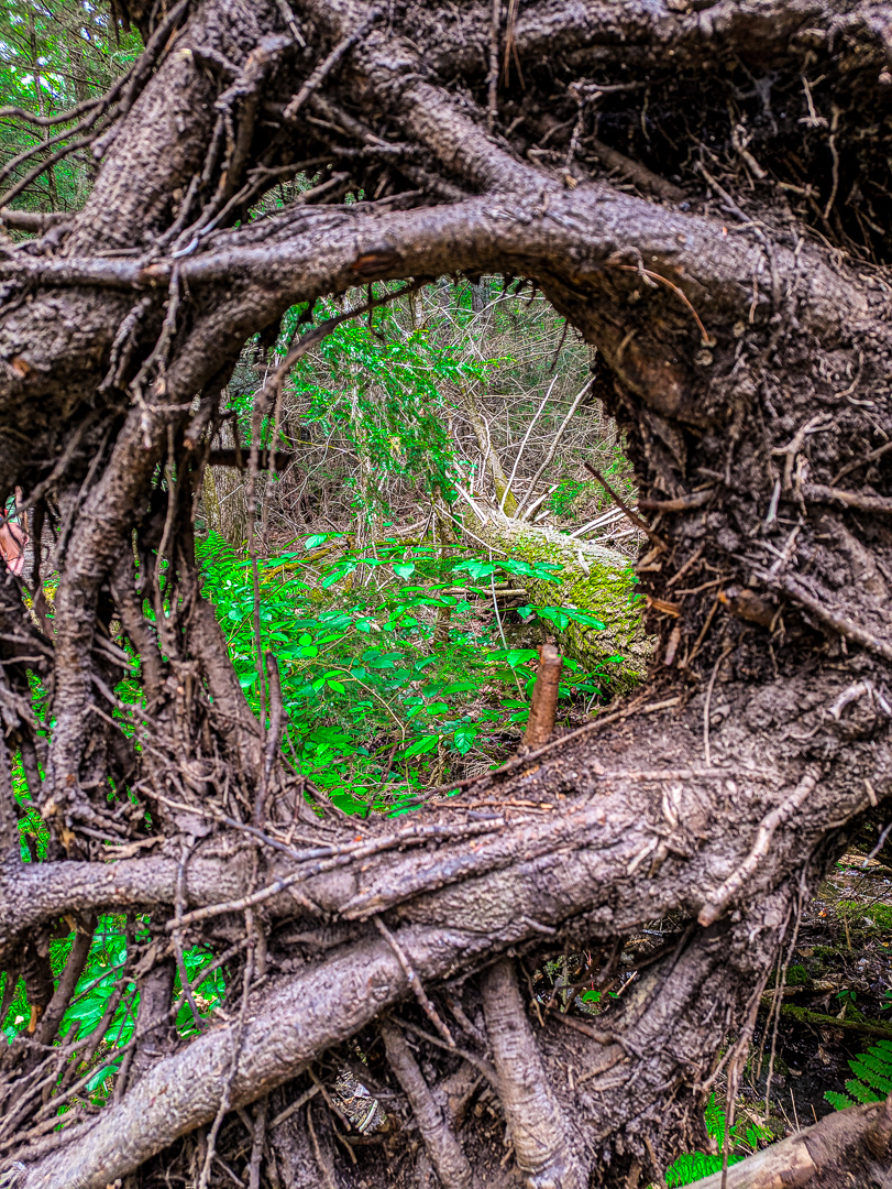 Neversink Gorge Trails