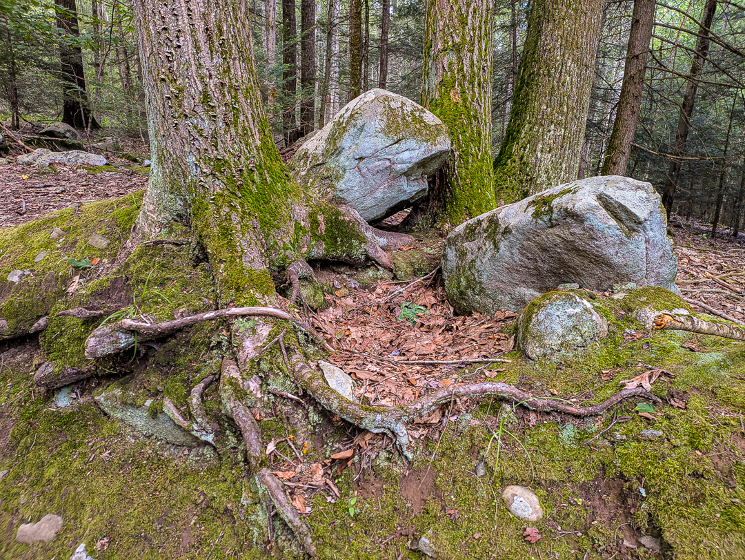 Neversink Gorge Trails