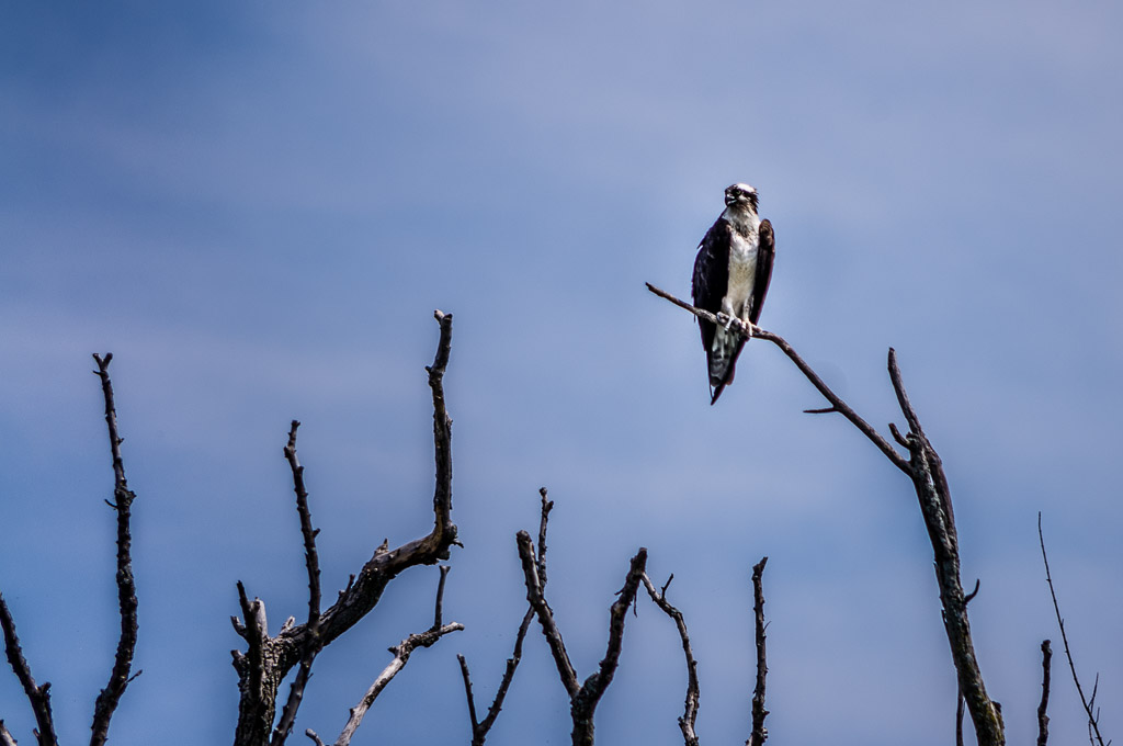 Osprey