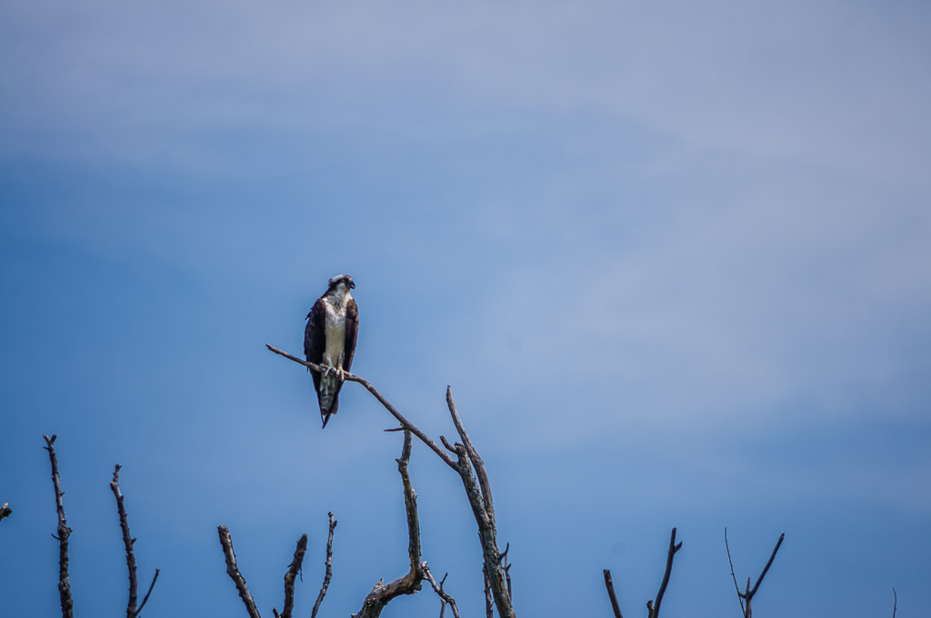 Osprey