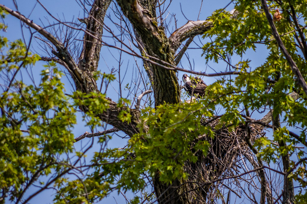 Osprey and nest
