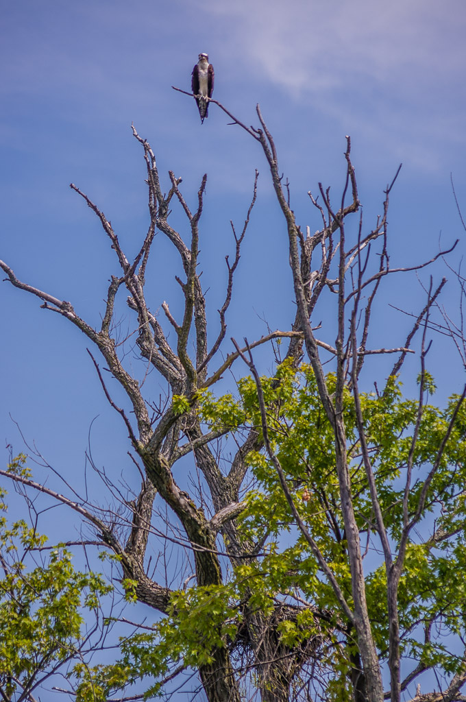 Osprey and nest