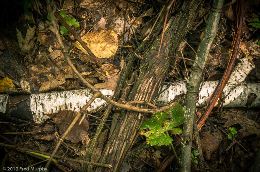 Charlotte Park and Wildlife Refuge