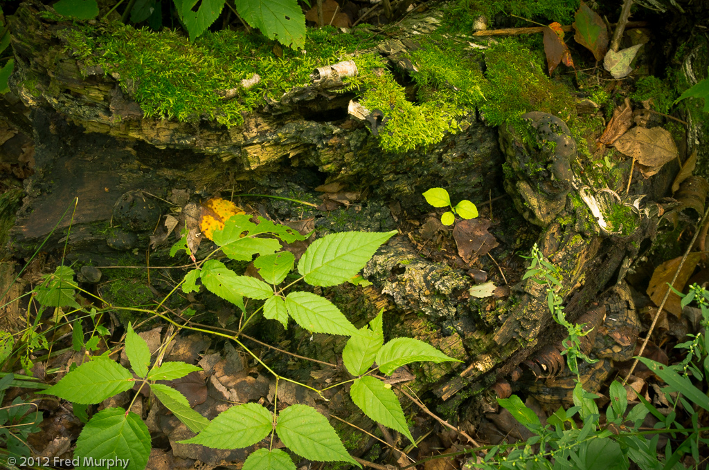 Charlotte Park and Wildlife Refuge