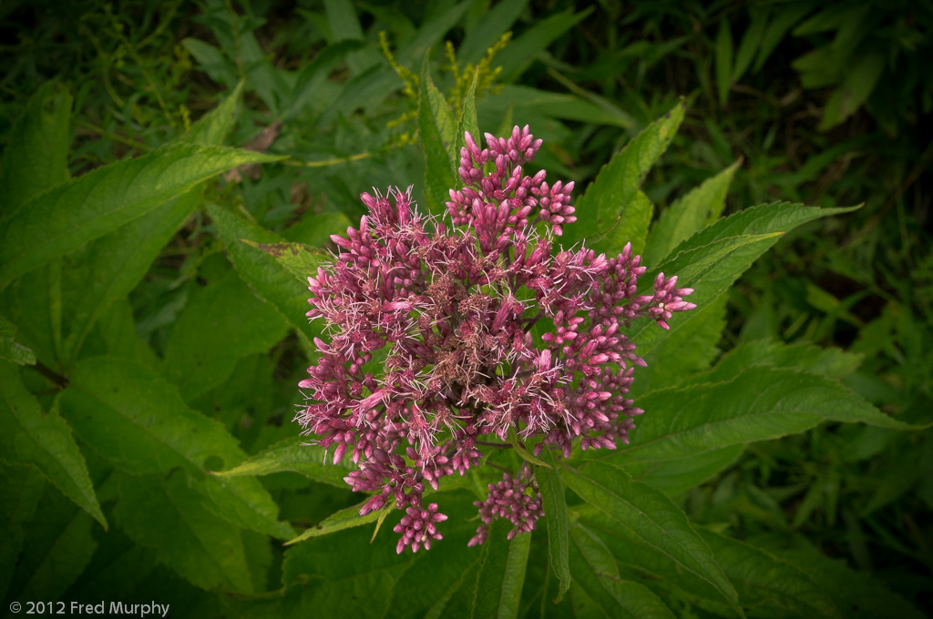 Charlotte Park and Wildlife Refuge