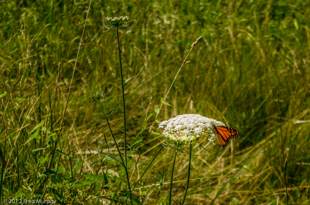 Charlotte Park and Wildlife Refuge