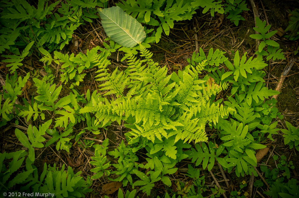 Charlotte Park and Wildlife Refuge