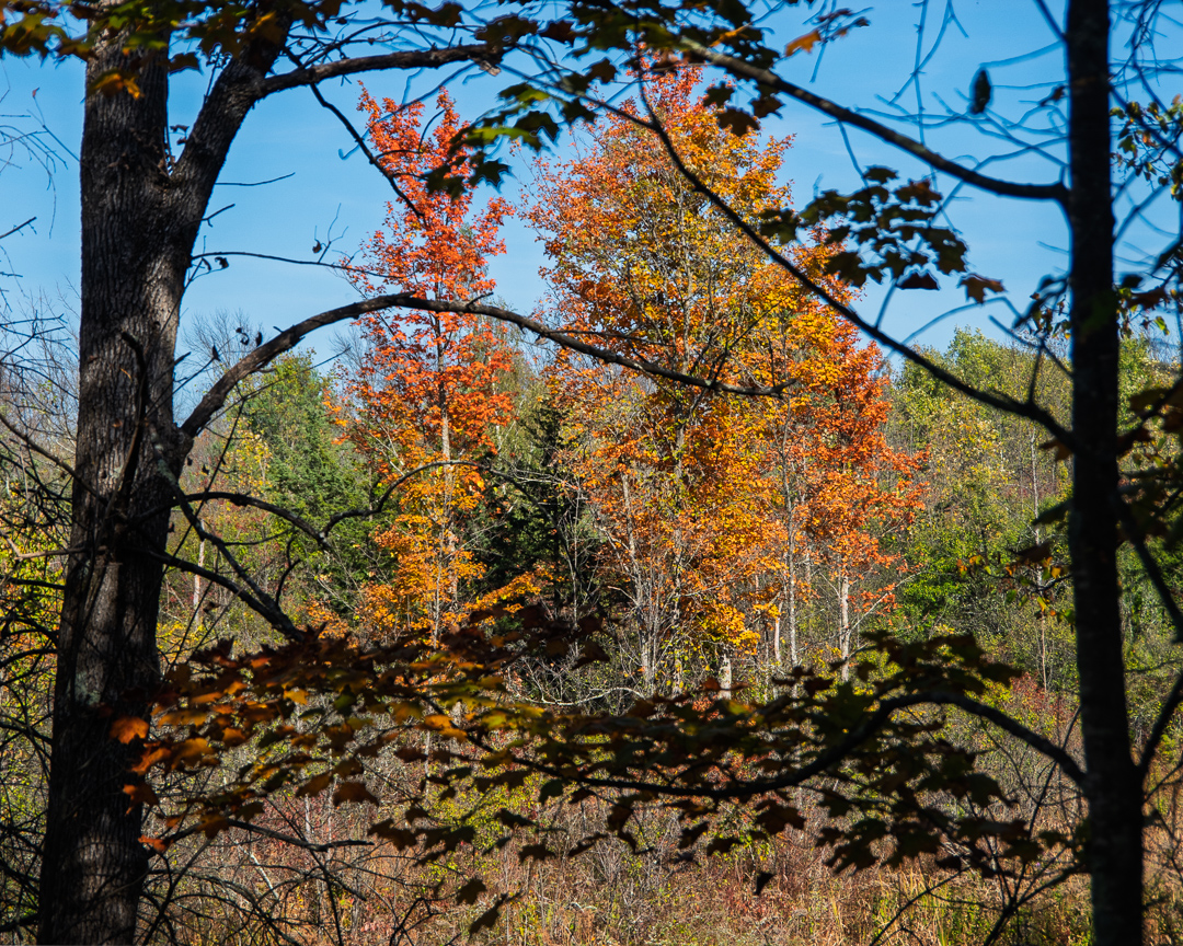 Charlotte Park and Wildlife Refuge