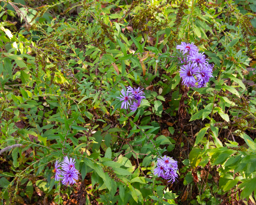 Charlotte Park and Wildlife Refuge