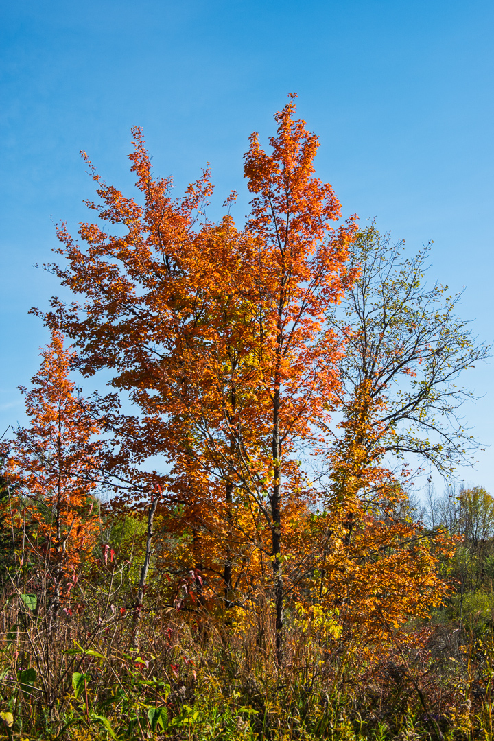 Charlotte Park and Wildlife Refuge
