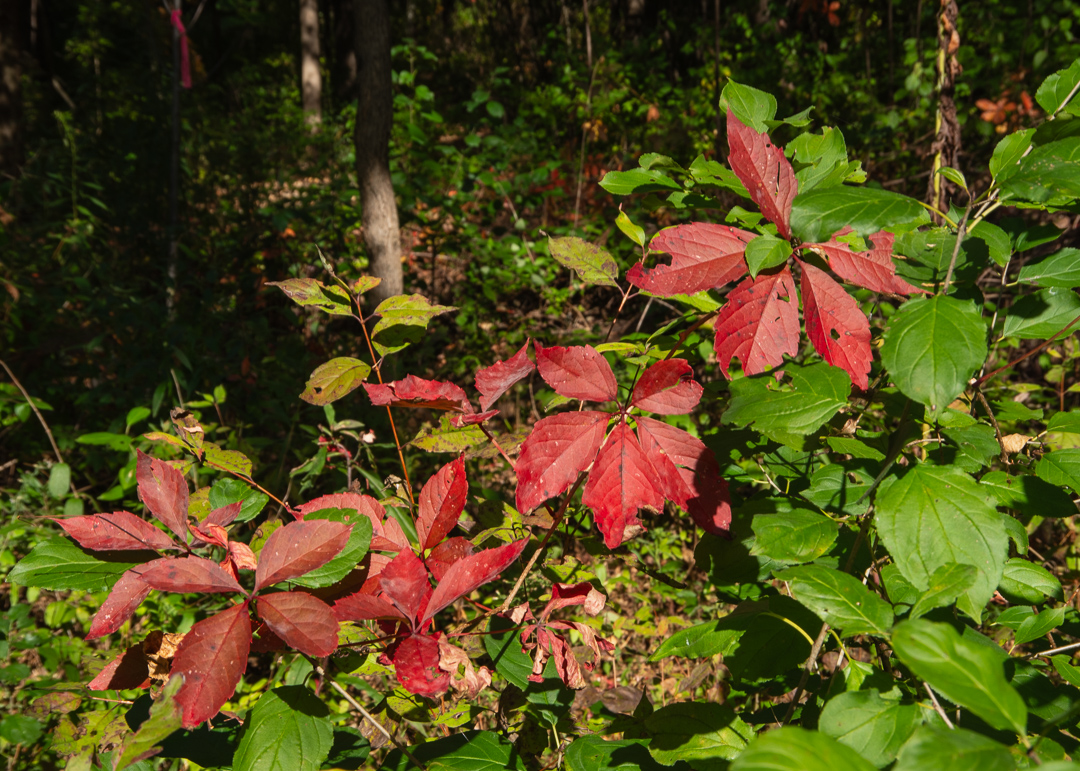 Charlotte Park and Wildlife Refuge
