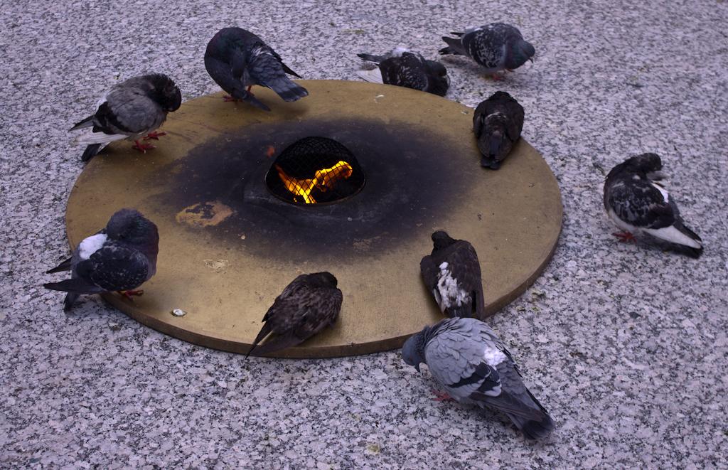 Eternal Pigeons