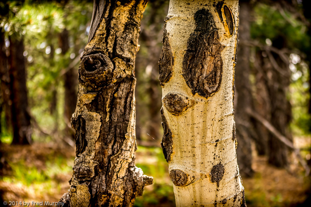 Aspens