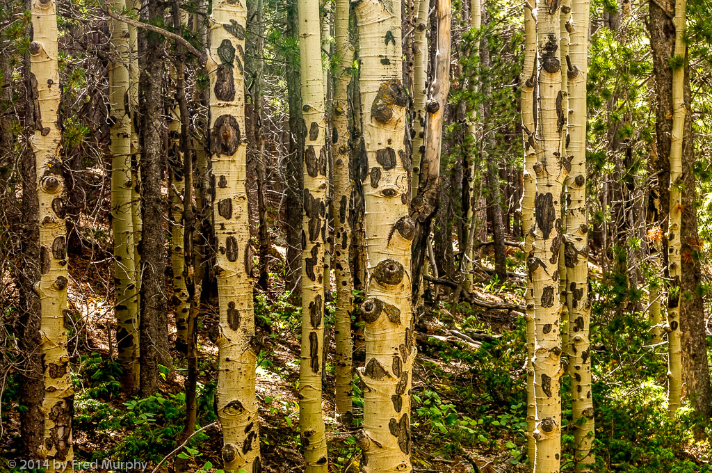 Aspens