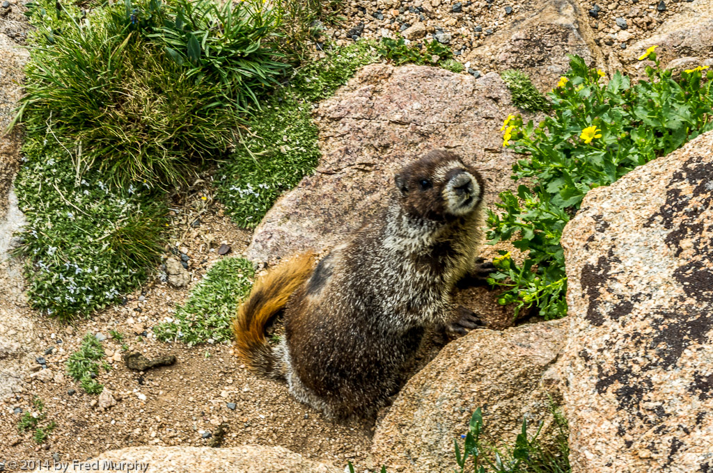 Marmot