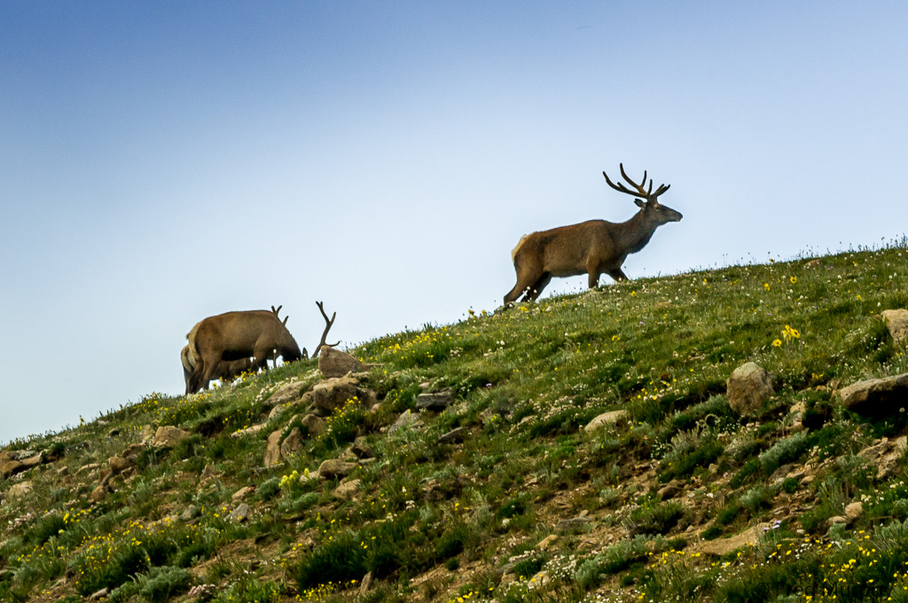 Elk