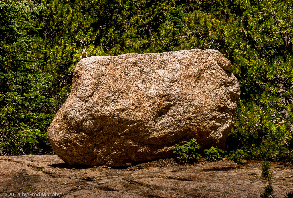 Chipmunk Rock