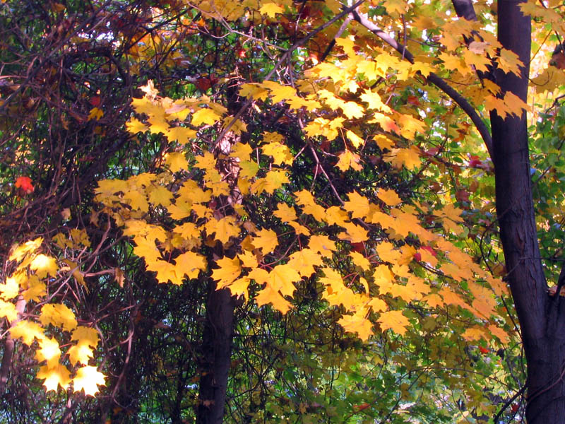 palisades10