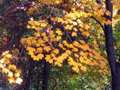 palisades10