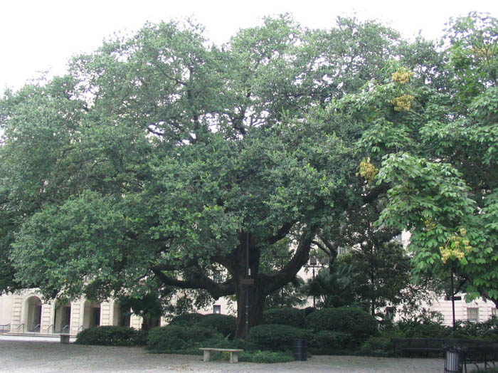 armstrong_park2