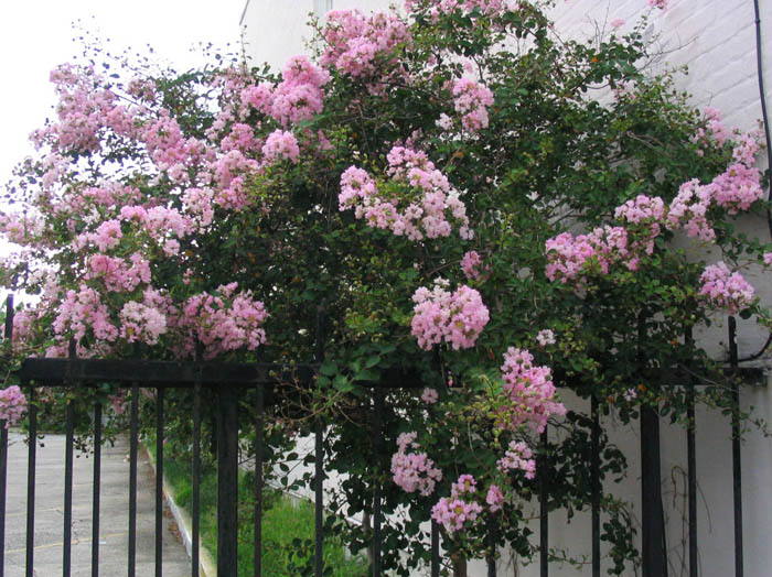 gardendist9