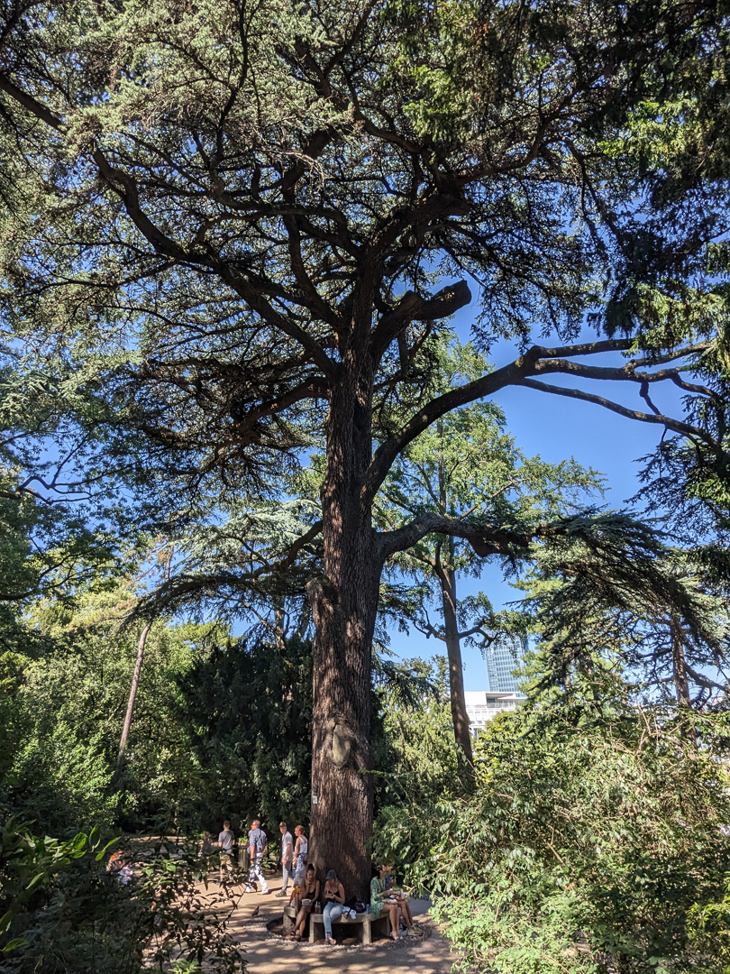 Cedar of Lebanon - Jardin des Plantes