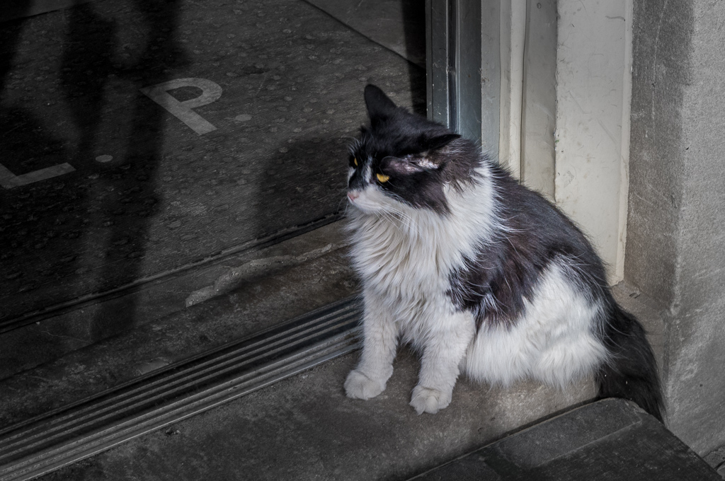 Bookstore Cat