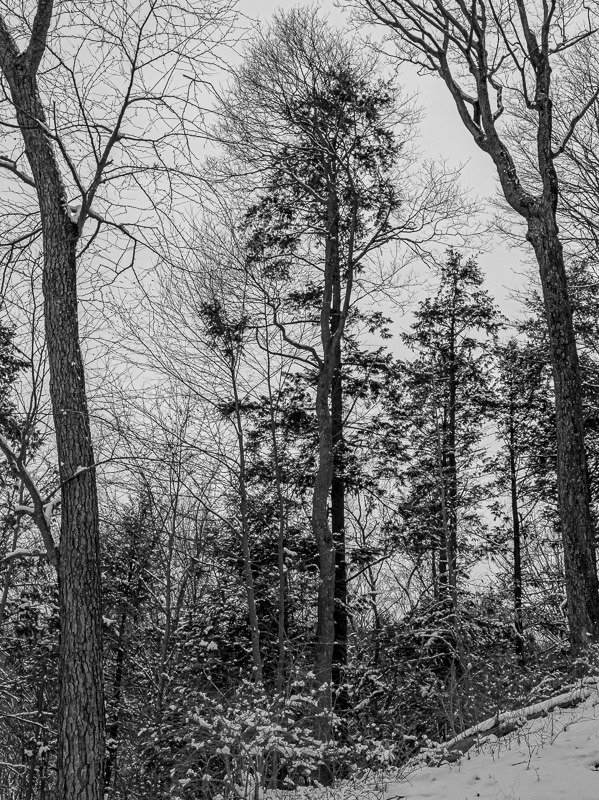Halle Ravine Preserve