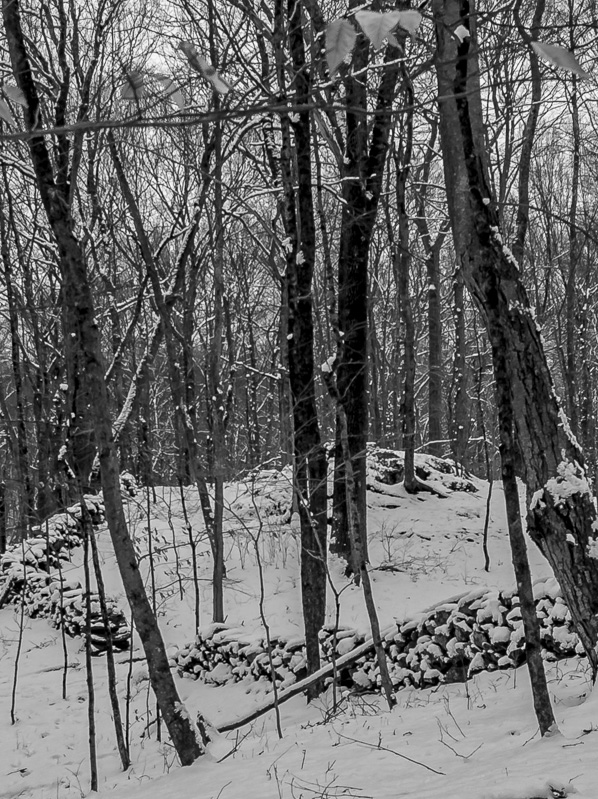 Clark Preserve
