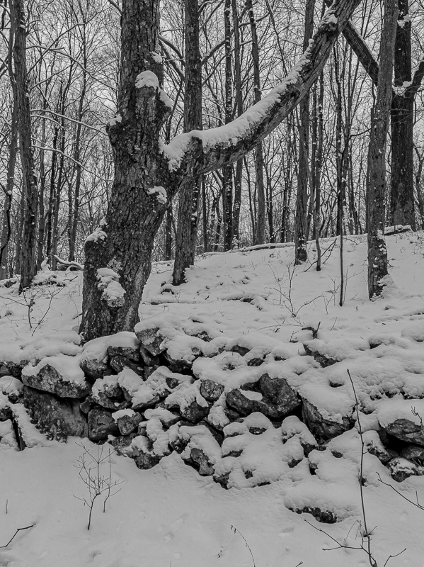 Clark Preserve