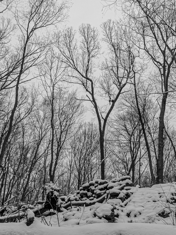 Clark Preserve