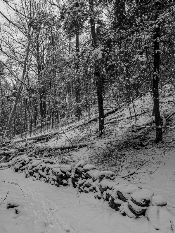 Halle Ravine Preserve