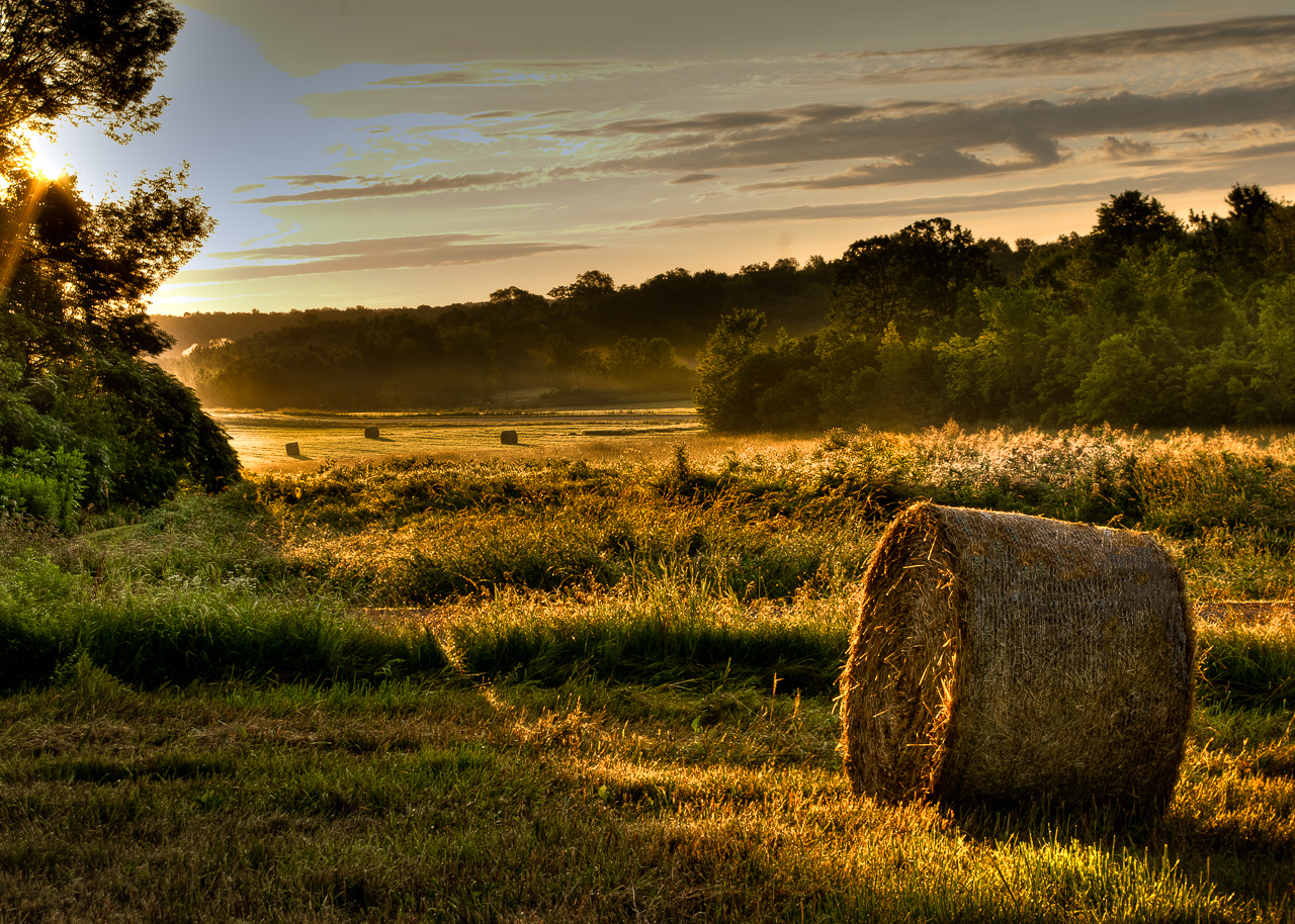 Early Morning Hay