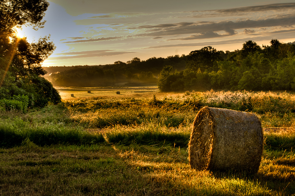 Early Morning Hay