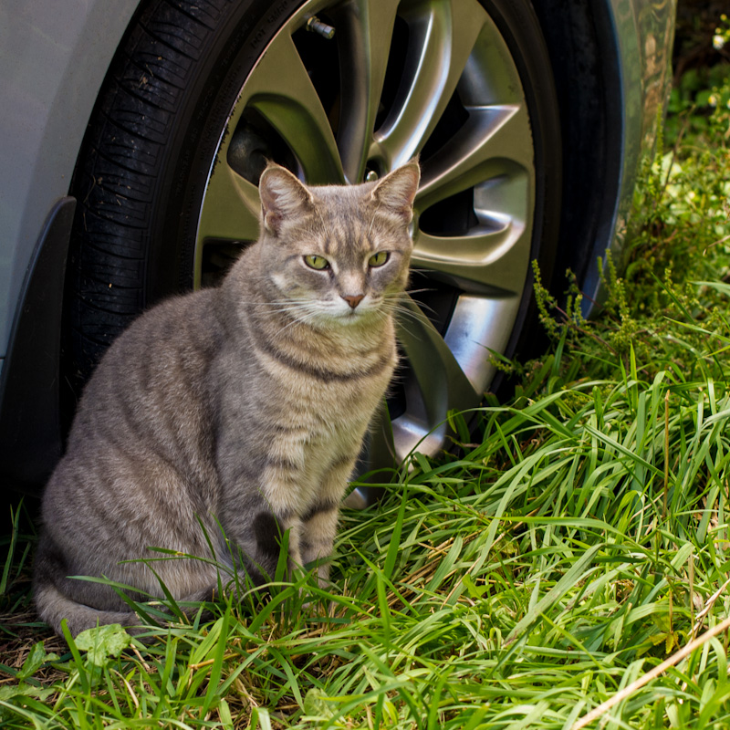 Cool Car Cat