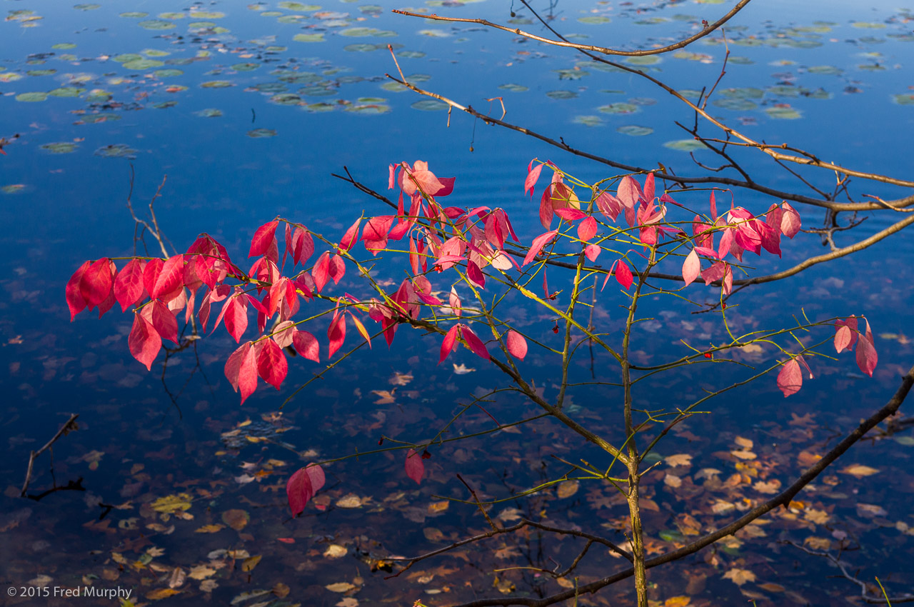 Teatown Lake