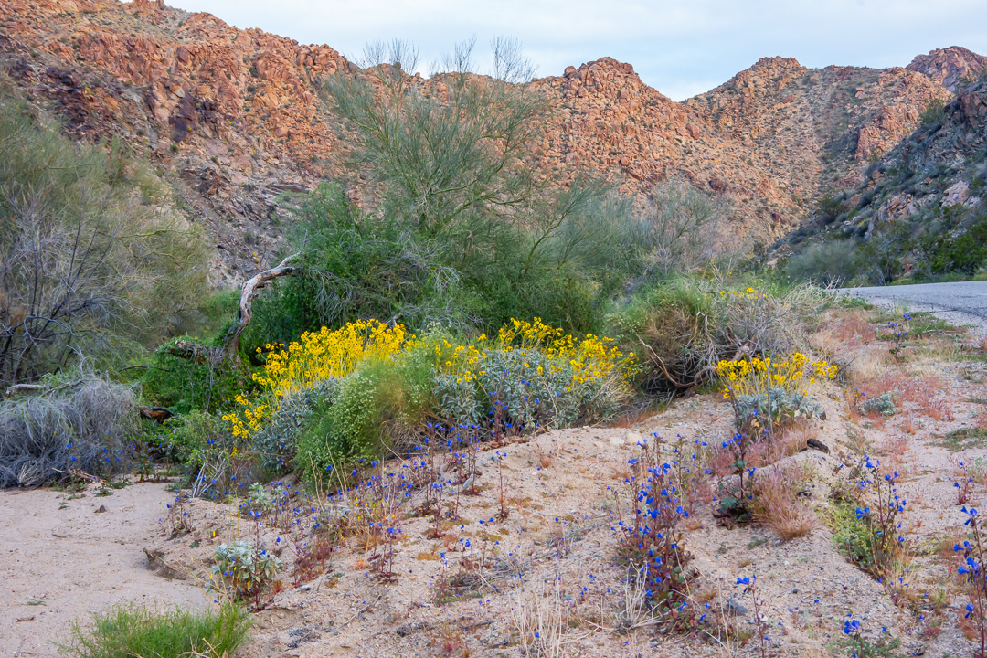 Joshua Tree National Park