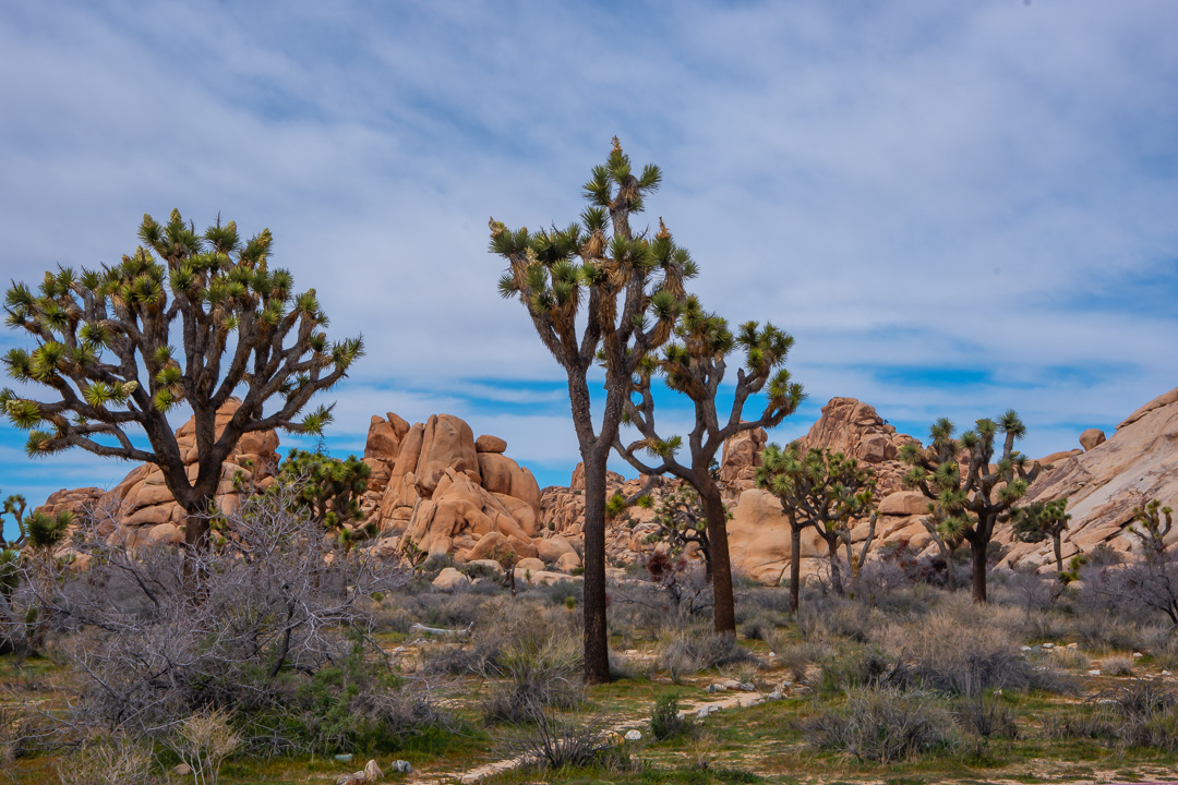Joshua Tree National Park