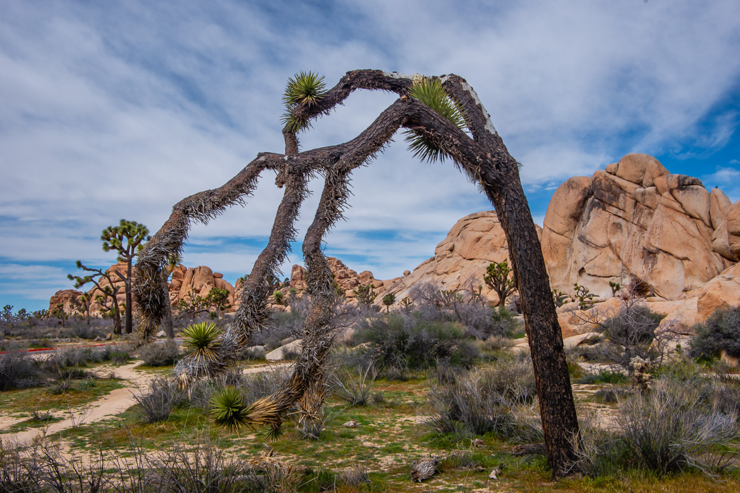 Joshua Tree National Park