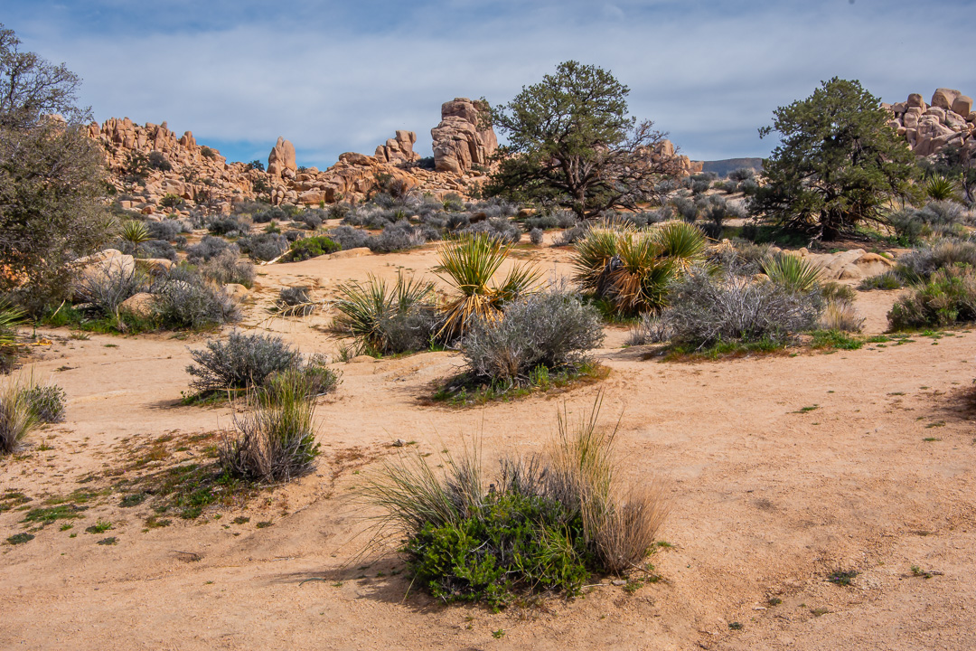 Joshua Tree National Park