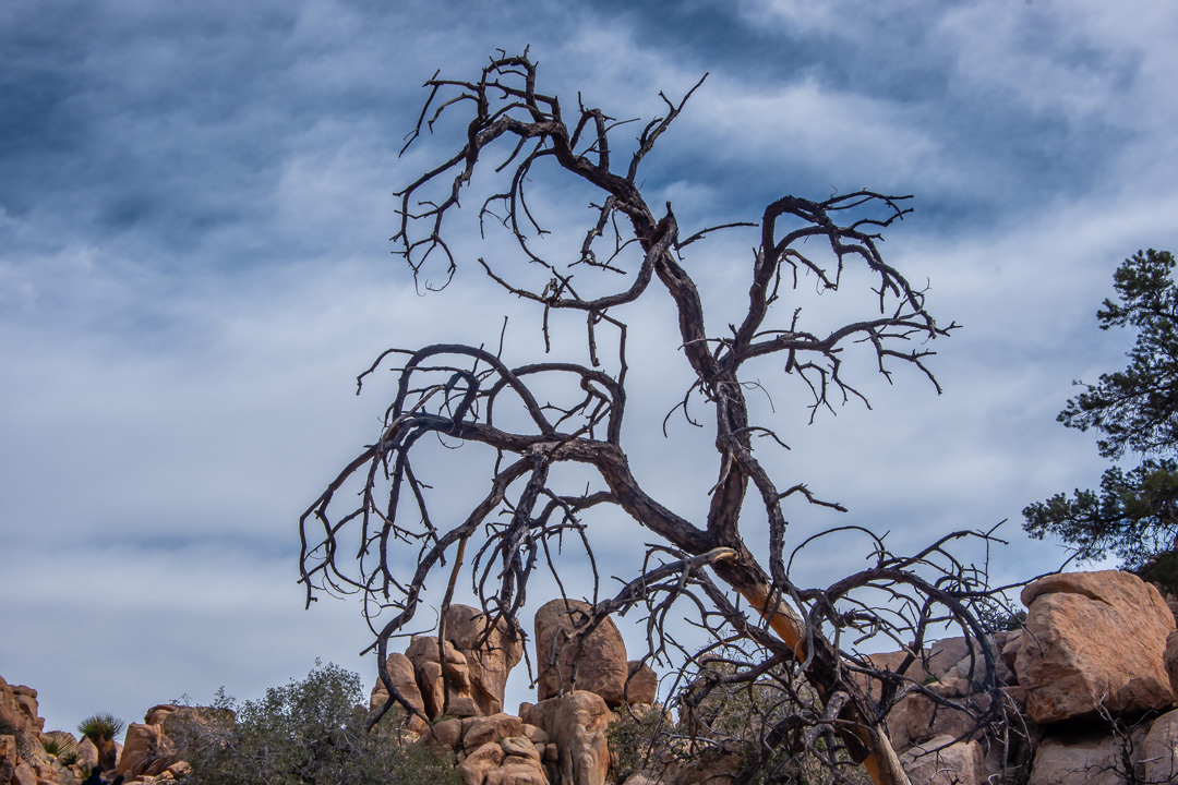 Joshua Tree National Park